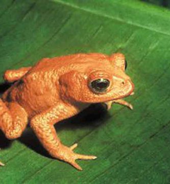 Sapo dorado (Incilius - Bufo periglenes)