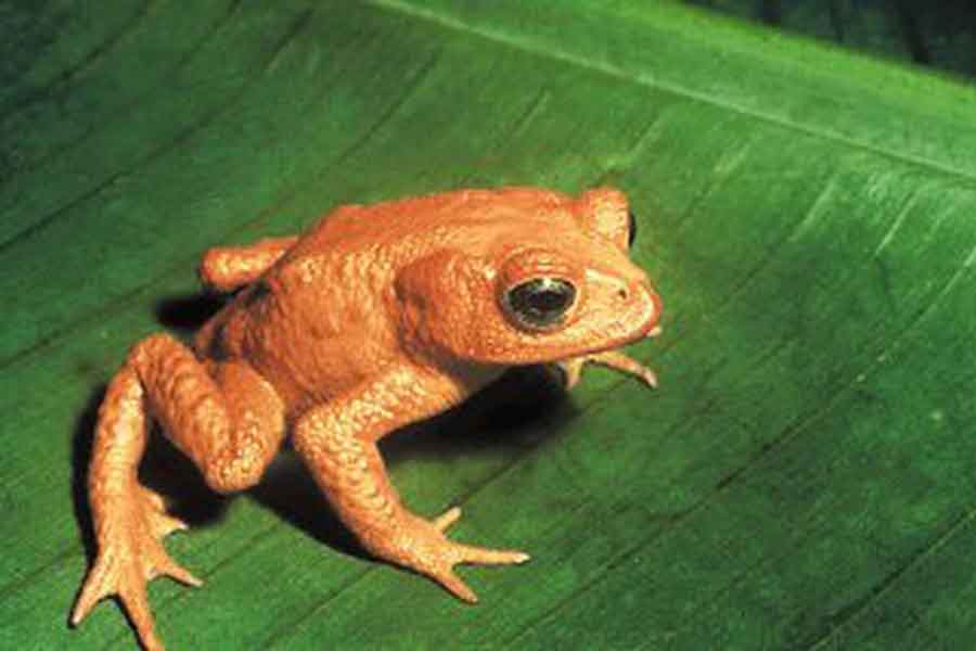 Sapo dorado (Incilius - Bufo periglenes)