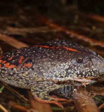 Sapo mexicano de madriguera (Rhinophrynus dorsalis)