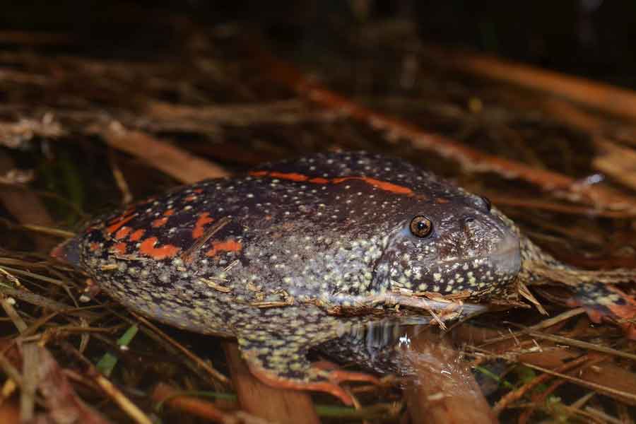 Sapo mexicano de madriguera (Rhinophrynus dorsalis)