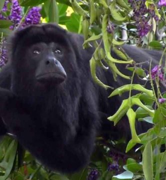 Saraguato (Alouatta palliata)