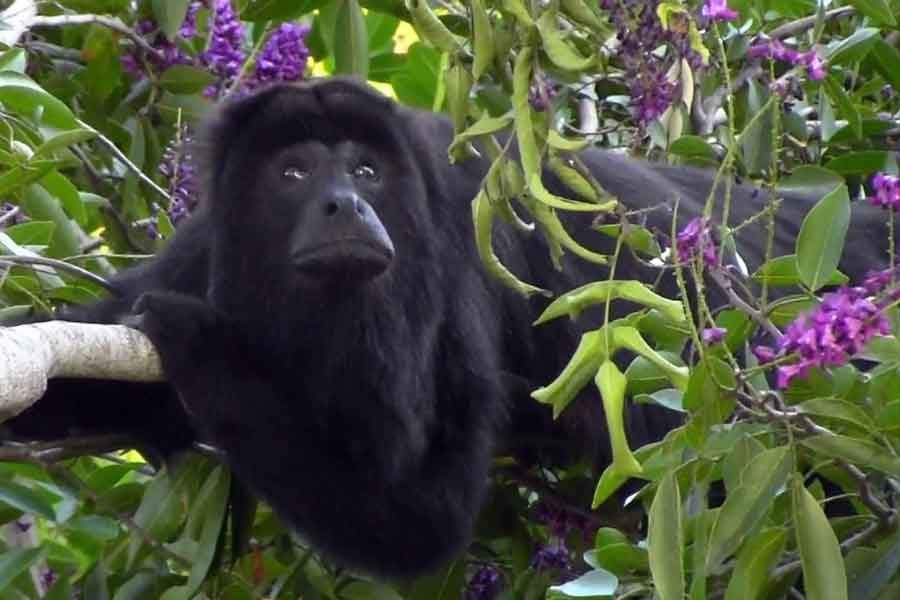 Saraguato (Alouatta palliata)