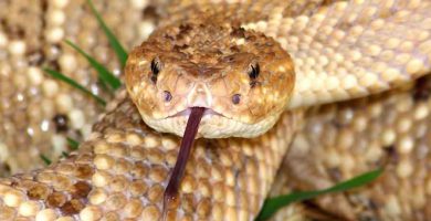 Serpiente de cascabel de Aruba (Crotalus unicolor)