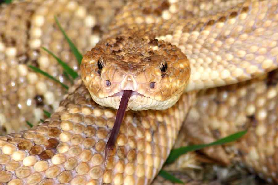 Serpiente de cascabel de Aruba (Crotalus unicolor)