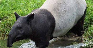 Tapir (Tapirus terrestris)