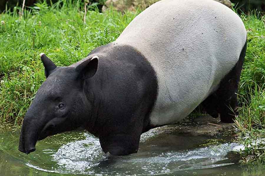Tapir (Tapirus terrestris)