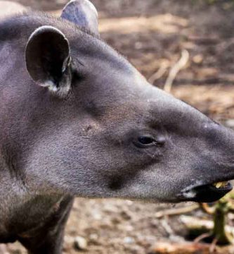 Tapir (Tapirus bairdii)