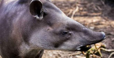 Tapir (Tapirus bairdii)