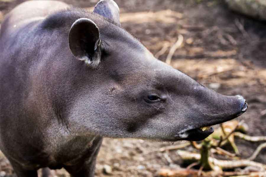 Tapir (Tapirus bairdii)