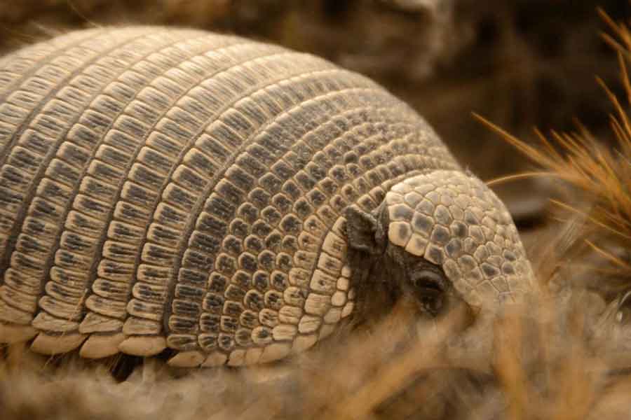 Tatú carreta (Priodontes maximus)