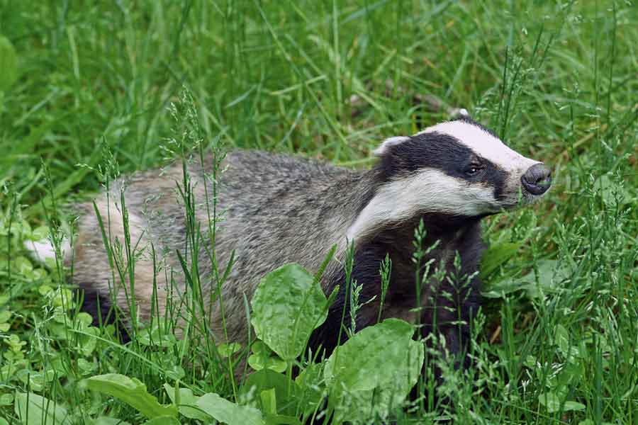 Tejón (Taxidea taxus jeffersoni)