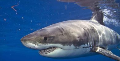 Tiburón blanco (Carcharodon carcharias)