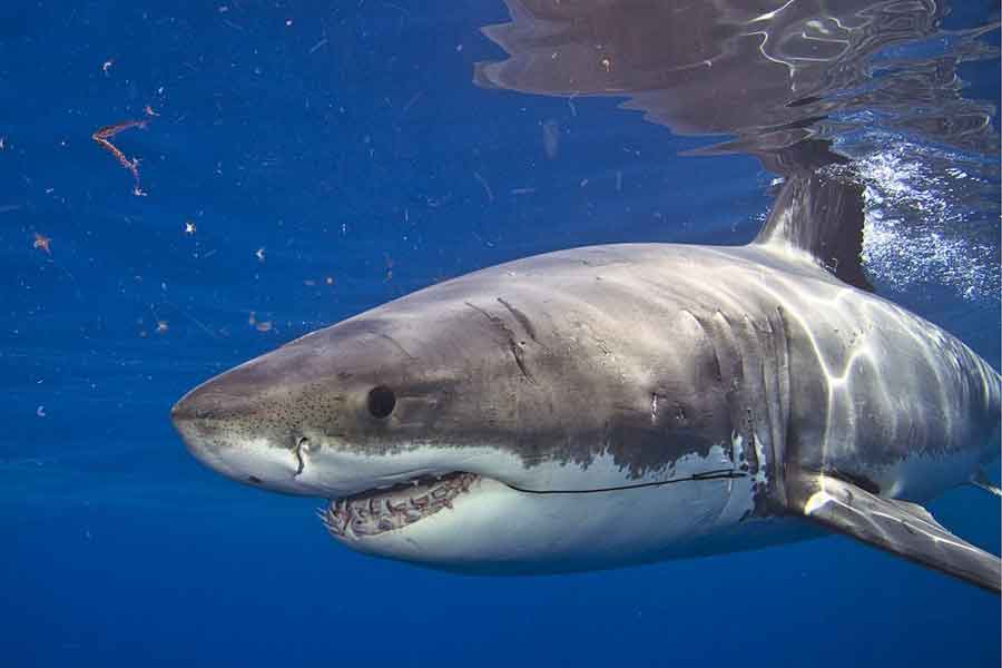 Tiburón blanco (Carcharodon carcharias)