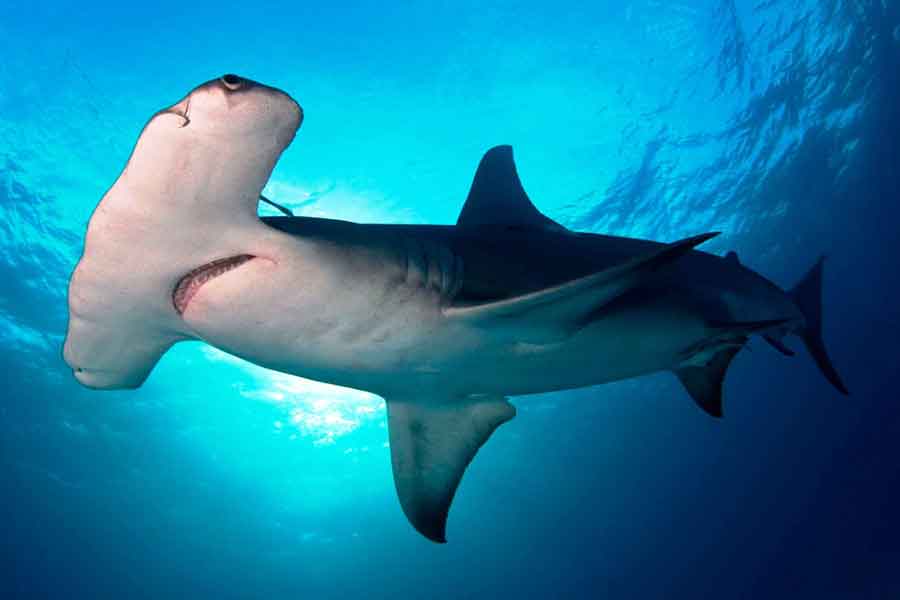 Tiburón martillo gigante (Sphyrna mokarran)