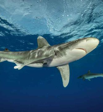 Tiburón oceánico (Carcharhinus longimanus)