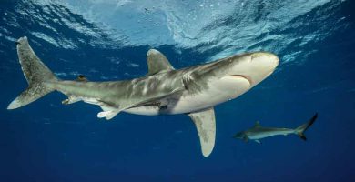 Tiburón oceánico (Carcharhinus longimanus)