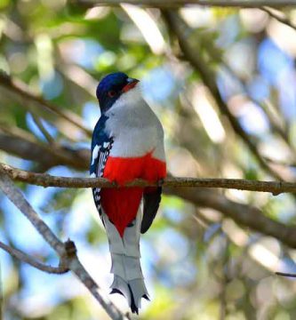 Tocororo (Priotelus temnurus)