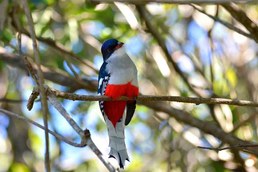 Tocororo (Priotelus temnurus)