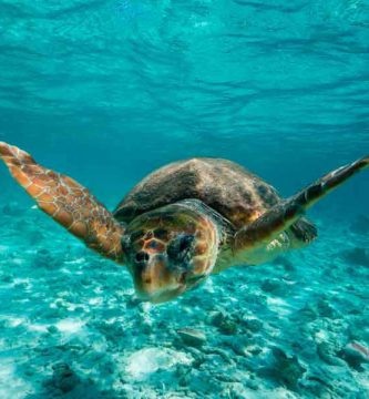 Tortuga boba (Caretta caretta)