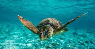 Tortuga boba (Caretta caretta)