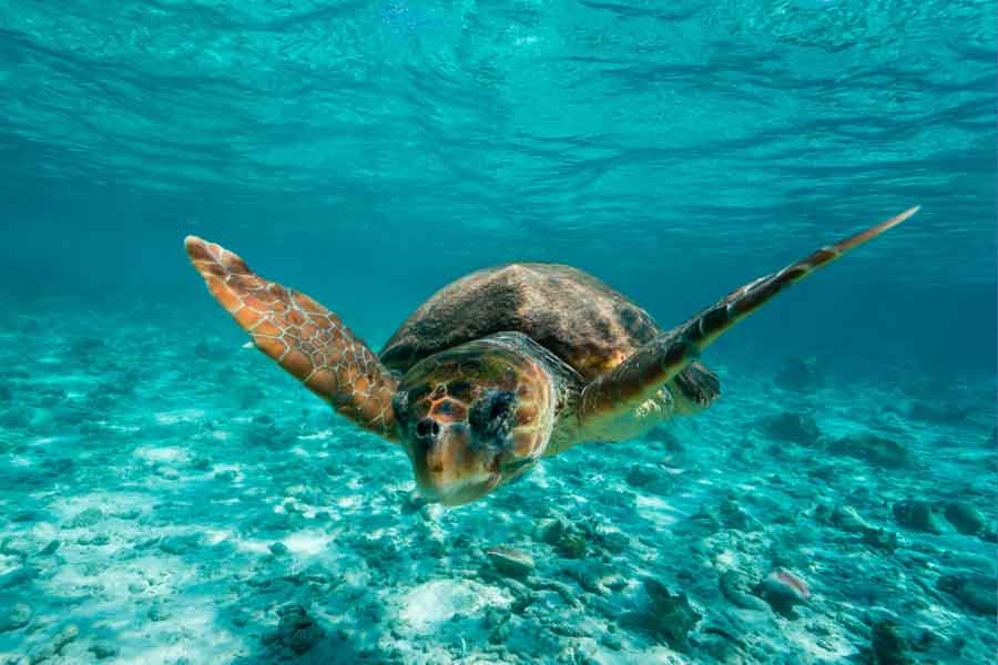 Tortuga boba (Caretta caretta)