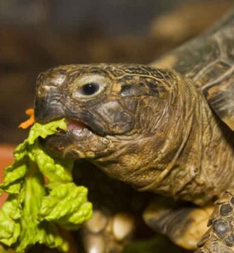 Tortuga terrestre argentina