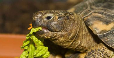 Tortuga terrestre argentina