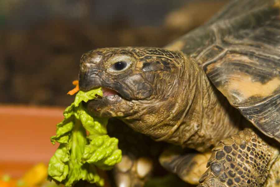 Tortuga terrestre argentina