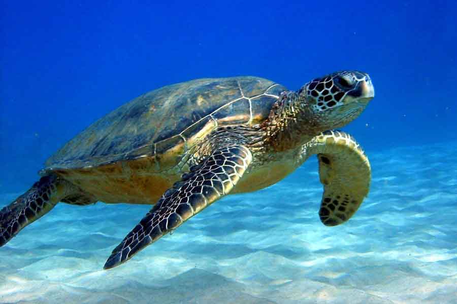 Tortuga golfina (Lepidochelys olivacea) - barrameda.com.ar