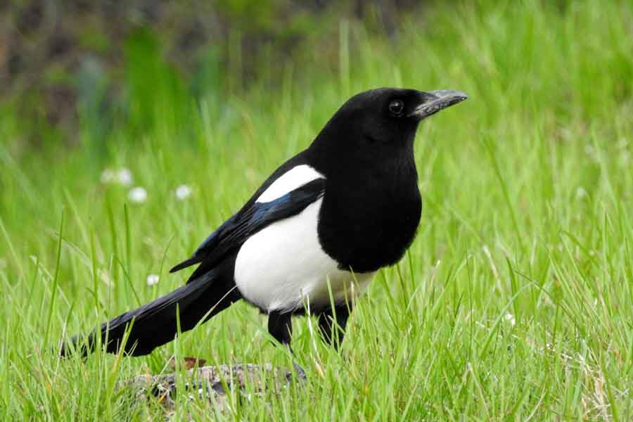 Urraca (Cyanocorax yucatanicus)