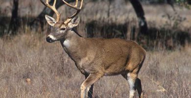 Venado de cola blanca (Odocoileus virginianus)