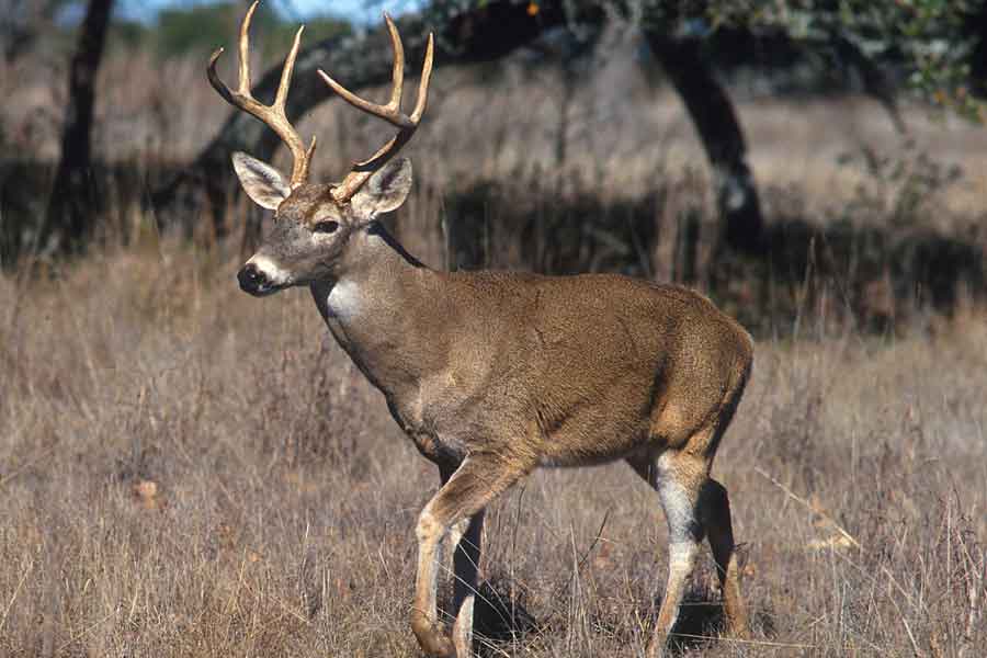 Venado de cola blanca (Odocoileus virginianus)