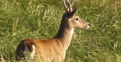 Venado de las pampas (Ozotoceros bezoarticus)