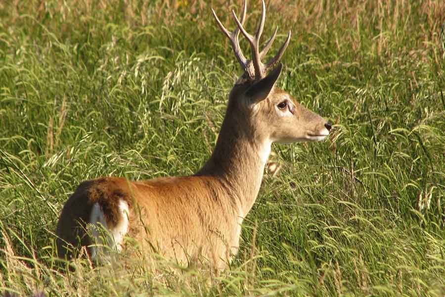 Venado de las pampas (Ozotoceros bezoarticus)