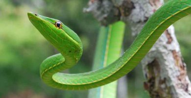 Víbora bejuquilla (Oxybelis aeneus)