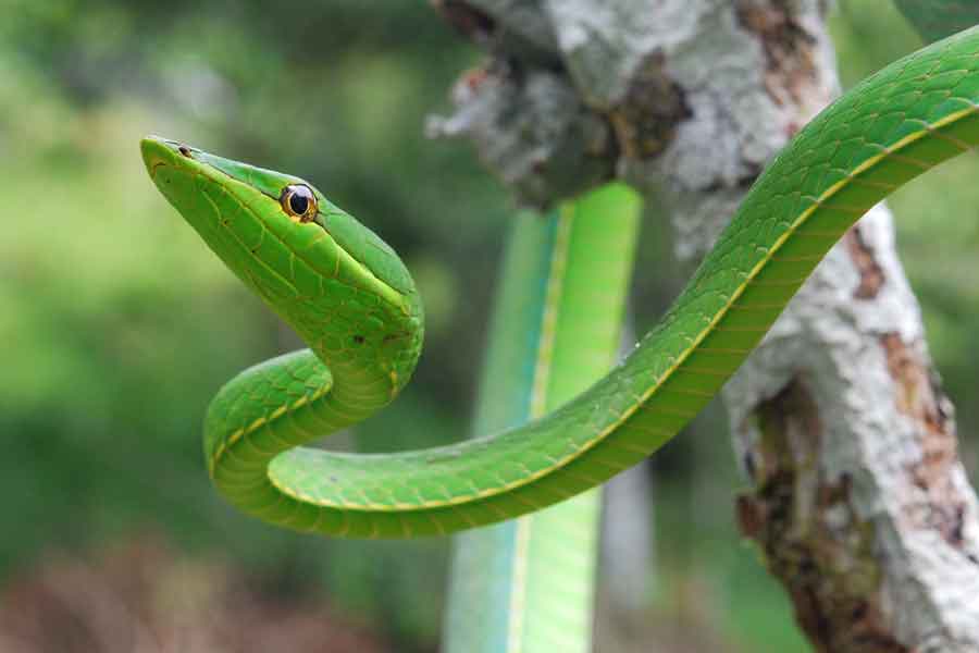 Víbora bejuquilla (Oxybelis aeneus)