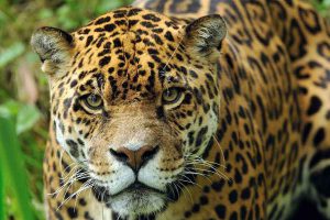 Yaguareté (Panthera onca)