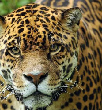 Yaguareté (Panthera onca)