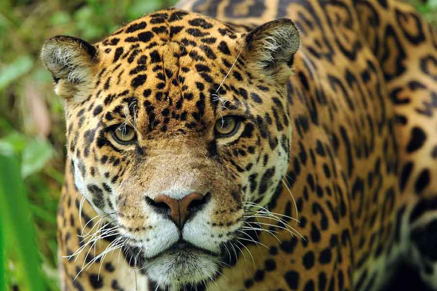 Yaguareté (Panthera onca)