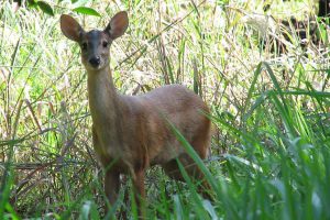 Yuc - (Mazama americana)