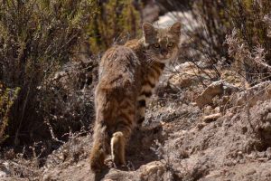 Gato andino