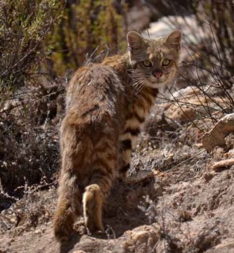 Gato andino