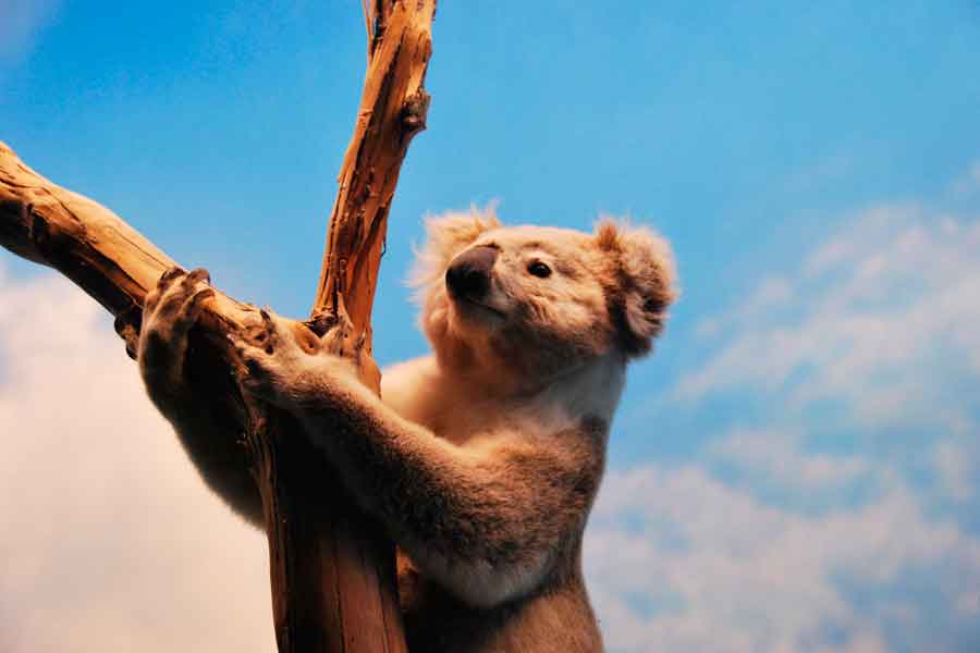 Koala