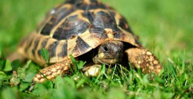 Tortuga terrestre argentina