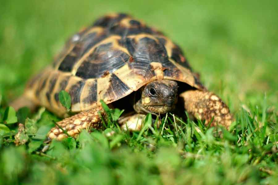 Tortuga terrestre argentina