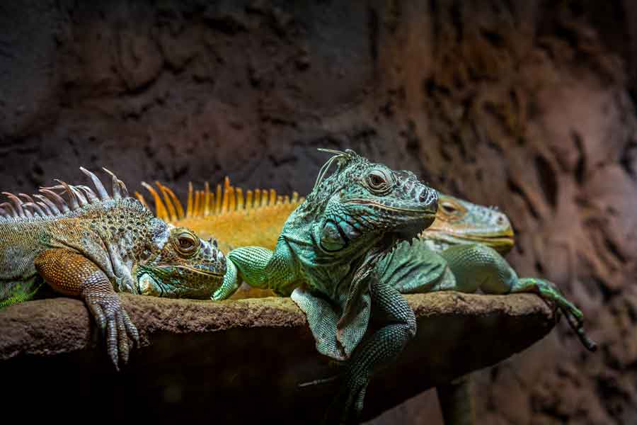 Fauna de las islas Galápagos