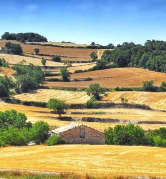 Campos de Barcelona en verano