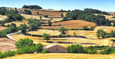 Campos de Barcelona en verano