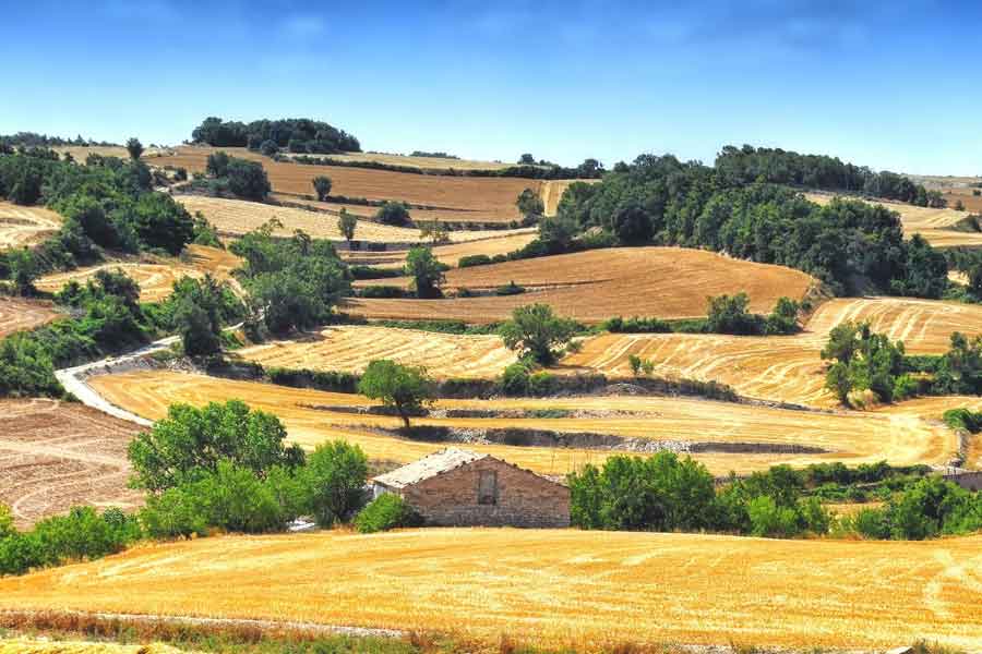 Campos de Barcelona en verano