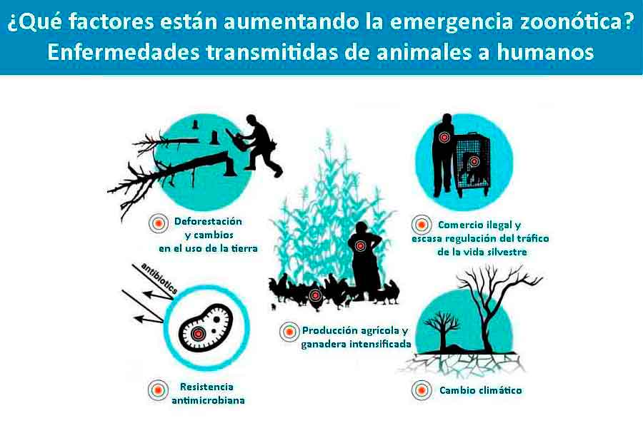 Seis aspectos de la naturaleza relacionados con los coronavirus